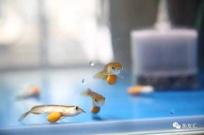 國內首例龍魚繁殖（你們期待國內首例紅龍與金龍的配對繁殖成功案例發生在2017年）