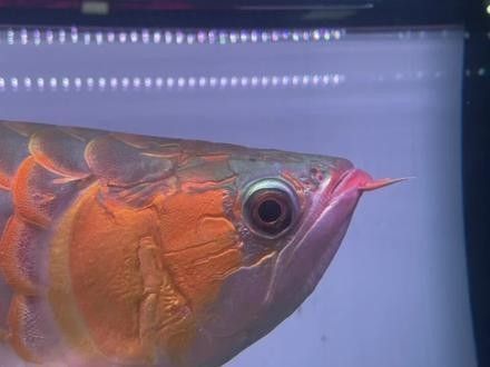 龍魚兜嘴怎么治療