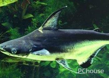 比紅龍魚貴的魚是什么魚啊：比紅龍魚貴的魚是什么魚？揭秘世界上最昂貴的觀賞魚