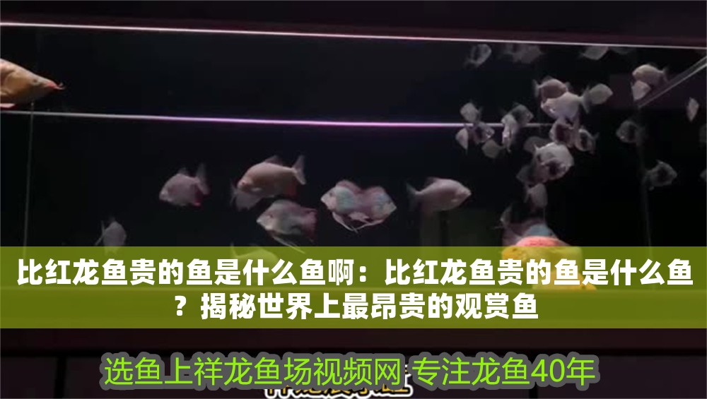 比紅龍魚貴的魚是什么魚啊：比紅龍魚貴的魚是什么魚？揭秘世界上最昂貴的觀賞魚