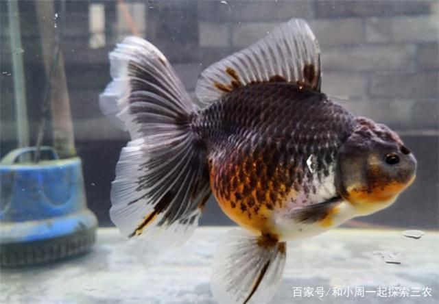 順豐速運魚苗配送流程：順豐速運魚苗配送流程優(yōu)化
