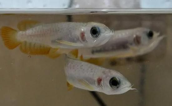 龍魚魚苗批發 龍魚魚苗批發 龍魚百科 第6張