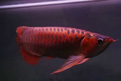 紅龍魚飼養環境的最佳參數：紅龍魚的飼養環境的最佳參數 紅龍魚飼養環境的最佳參數：紅龍魚的飼養環境的最佳參數 龍魚百科