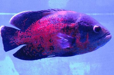 龍魚吃金魚飼料嗎會死嗎：龍魚吃金魚飼料會死亡嗎