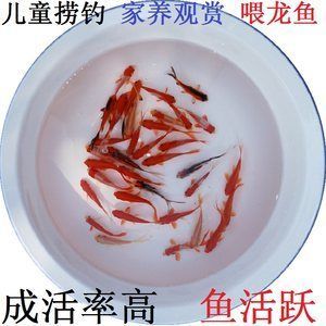 龍魚吃金魚飼料嗎會死嗎：龍魚吃金魚飼料會死亡嗎