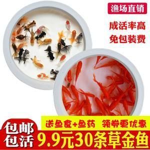 龍魚吃金魚飼料嗎會死嗎：龍魚吃金魚飼料會死亡嗎