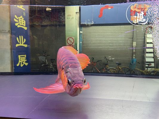 紅眼白子龍魚怎么養：紅眼白子龍魚怎么養護紅眼白子龍魚的養護方法