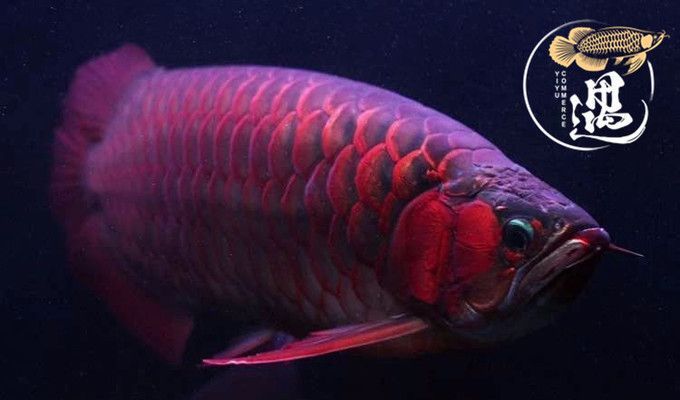 紅眼白子龍魚怎么養：紅眼白子龍魚怎么養護紅眼白子龍魚的養護方法