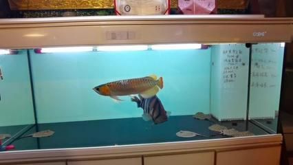 萬吉龍魚官網：“萬吉龍魚官網”的信息并沒有直接關于“龍魚之巔”的信息 萬吉龍魚官網：“萬吉龍魚官網”的信息并沒有直接關于“龍魚之巔”的信息 龍魚百科 第1張