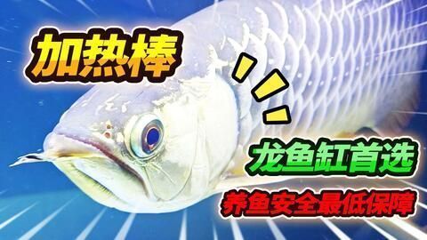 龍魚可以不打氧嗎：關于龍魚是否需要打氧的詳細解釋