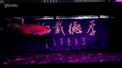 60厘米紅龍魚價格表（60厘米紅龍魚價格及圖片大全60厘米紅龍魚多少錢一條） 60厘米紅龍魚價格表（60厘米紅龍魚價格及圖片大全60厘米紅龍魚多少錢一條） 龍魚百科 第3張