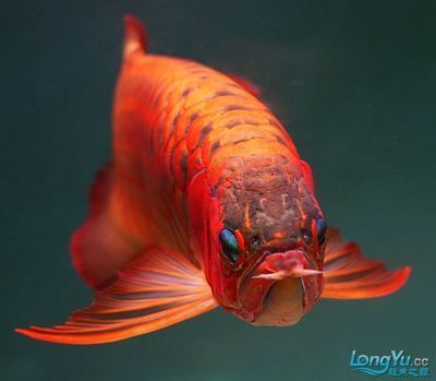 60厘米紅龍魚價格表（60厘米紅龍魚價格及圖片大全60厘米紅龍魚多少錢一條） 60厘米紅龍魚價格表（60厘米紅龍魚價格及圖片大全60厘米紅龍魚多少錢一條） 龍魚百科 第1張