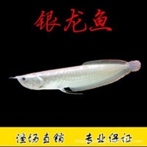 銀龍魚苗疾病防控技巧:銀龍魚苗常見疾病識別圖解,銀龍魚苗隔離觀察最佳實踐 龍魚百科 第4張 銀龍魚苗疾病防控技巧:銀龍魚苗常見疾病識別圖解,銀龍魚苗隔離觀察最佳實踐 銀龍魚苗疾病防控技巧:銀龍魚苗常見疾病識別圖解,銀龍魚苗隔離觀察最佳實踐 龍魚百科 第4張