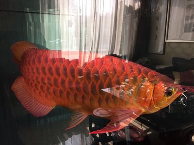龍魚論壇官網網址是多少：龍魚論壇官網網址
