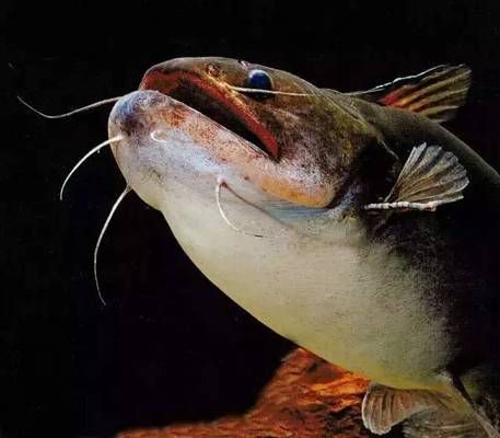 龍魚受驚嚇跳缸：龍魚受到驚嚇跳缸的原因及應對措施