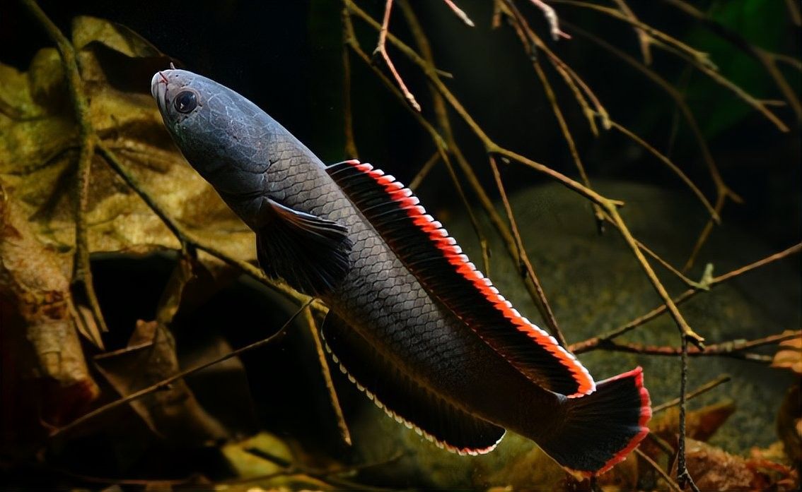 黑魔神龍魚