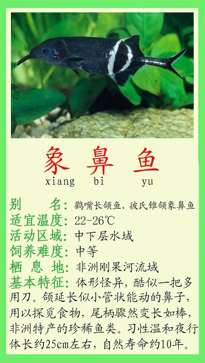 象鼻魚可以和龍魚混養嗎圖片大全視頻