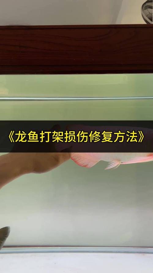 象鼻魚可以和龍魚混養嗎圖片大全視頻