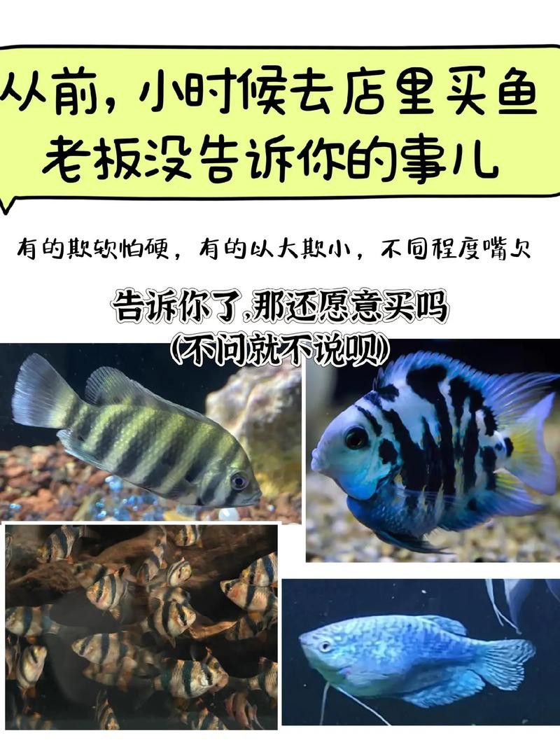 象鼻魚可以和龍魚混養嗎圖片大全視頻
