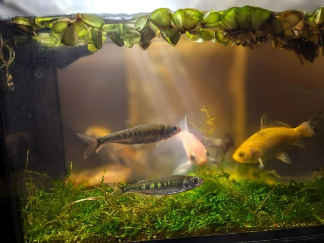象鼻魚可以和龍魚混養嗎圖片大全視頻