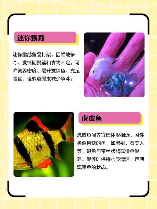 象鼻魚可以和龍魚混養嗎圖片大全視頻