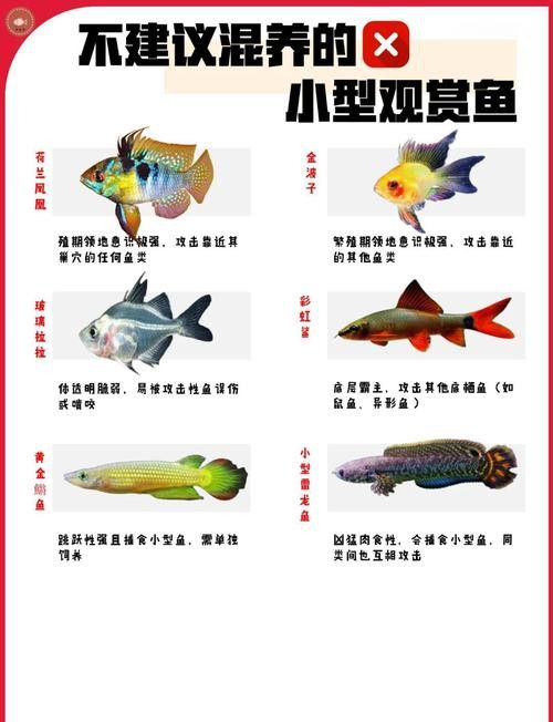 象鼻魚可以和龍魚混養嗎圖片大全視頻