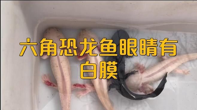 龍魚(yú)眼睛有白色絮狀物怎么回事圖片視頻