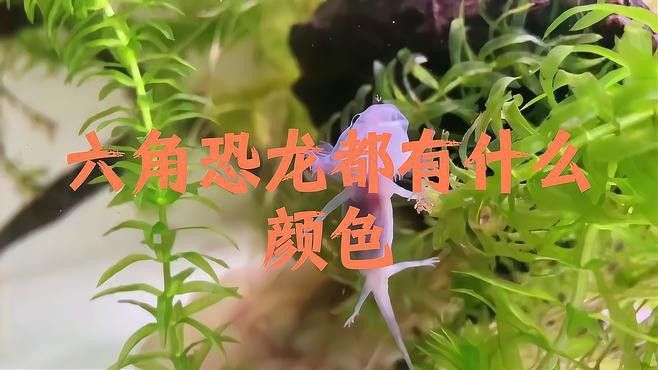 如何區分不同顏色的六角龍？