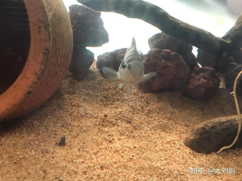 迷你鸚鵡魚最怕三個東西