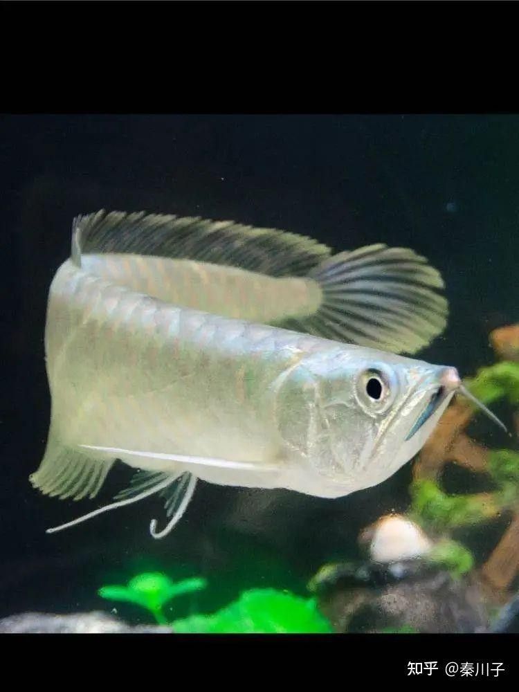 銀龍魚生長速度多快正常
