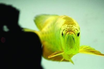 高端金龍魚多少錢一條圖片：高端金龍魚的價格