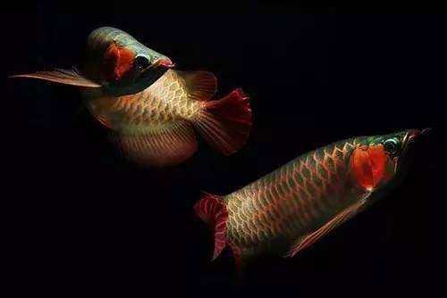 金龍魚能餓幾天不吃食：金龍魚可以堅(jiān)持2-3個(gè)月不吃食