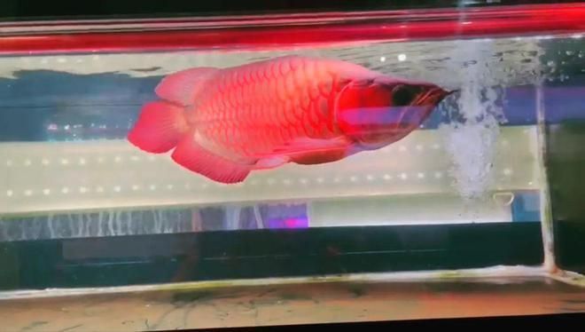 什么龍魚便宜又好養：銀龍魚、星點龍魚、星點龍和號半紅龍相對便宜且易于養護