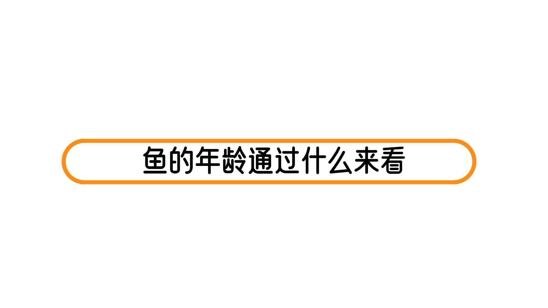 如何判斷龍王魚的年齡？ 如何判斷龍王魚的年齡？ 龍魚百科 第1張
