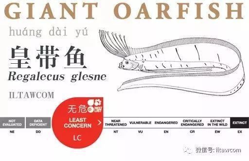 如何判斷龍王魚的年齡？ 如何判斷龍王魚的年齡？ 龍魚百科 第4張