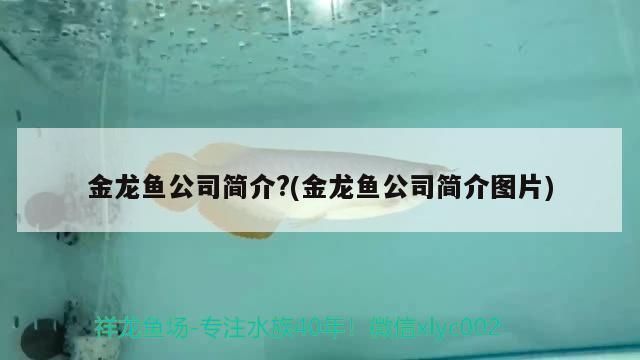 金龍魚(yú)的歷史起源（金龍魚(yú)品牌的歷史）