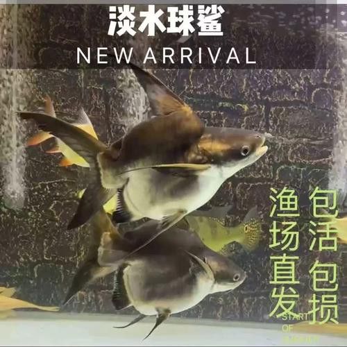 球鯊和龍魚能混養(yǎng)嗎圖片對(duì)比 球鯊和龍魚能混養(yǎng)嗎圖片對(duì)比 龍魚百科 第2張