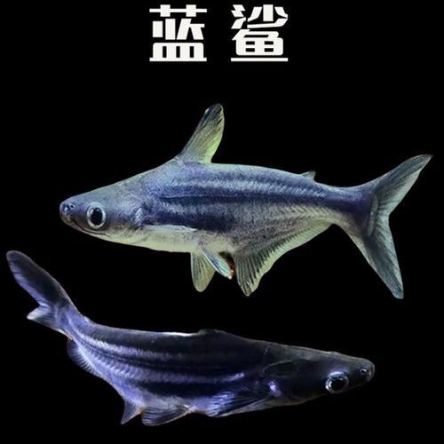 球鯊和龍魚能混養(yǎng)嗎圖片對(duì)比 球鯊和龍魚能混養(yǎng)嗎圖片對(duì)比 龍魚百科 第4張
