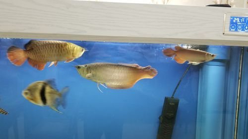 球鯊和龍魚能混養(yǎng)嗎圖片對(duì)比 球鯊和龍魚能混養(yǎng)嗎圖片對(duì)比 龍魚百科 第19張