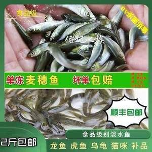 龍魚喂小河蝦要去殼嗎：喂養龍魚小河蝦時，是否要去殼存在一定的爭議和討論