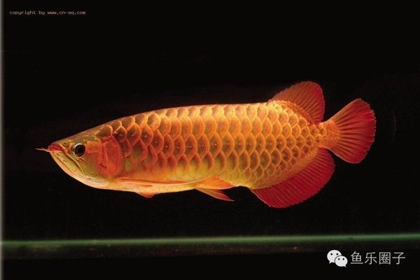 龍魚吃大白片可以嗎：大白片可以治療龍魚的多種疾病 龍魚吃大白片可以嗎：大白片可以治療龍魚的多種疾病 龍魚百科 第2張