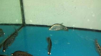 龍魚七星刀混養（龍魚與七星刀混養的可行性） 龍魚七星刀混養（龍魚與七星刀混養的可行性） 龍魚百科 第5張
