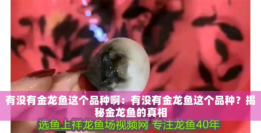 有沒有金龍魚這個品種啊：有沒有金龍魚這個品種？揭秘金龍魚的真相