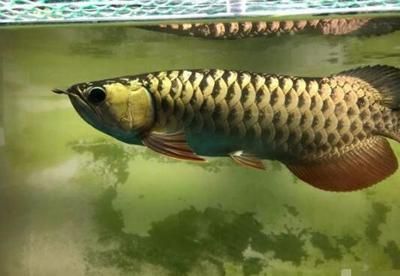 金龍魚發色分幾個階段：金龍魚發色過程是一個漸進的過程