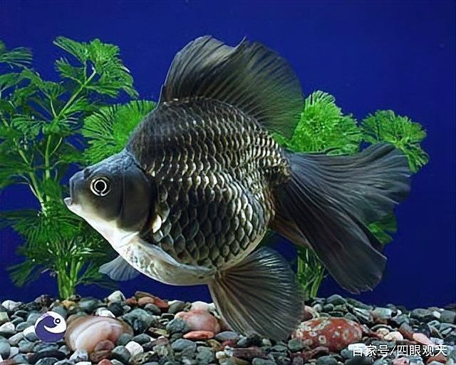 長(zhǎng)身和短身龍魚(yú)哪個(gè)更難飼養(yǎng)？