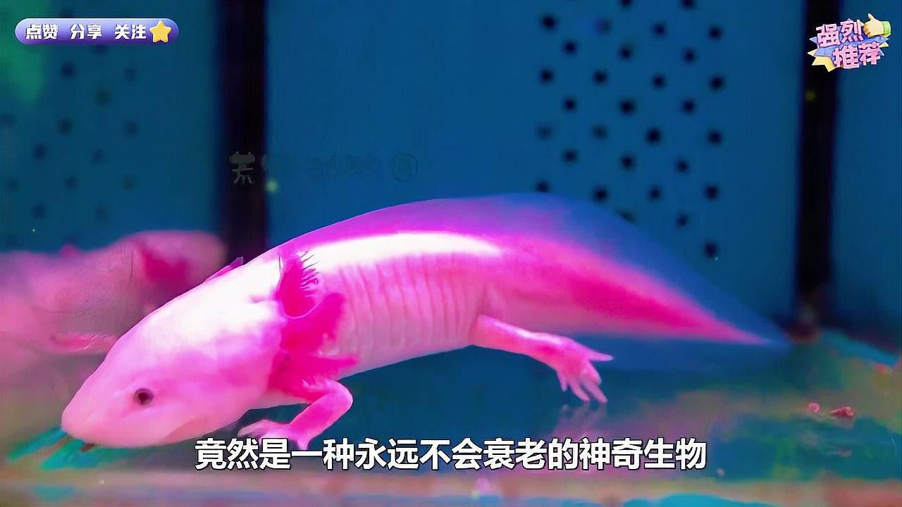 六角恐龍在中國文化中的具體傳說或故事是什么？
