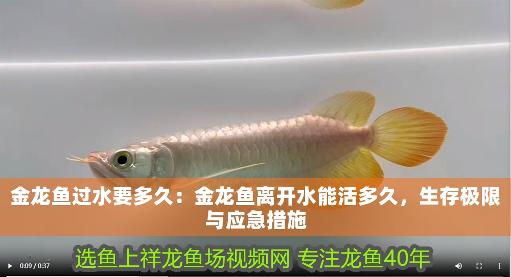 金龍魚過水要多久：金龍魚離開水能活多久，生存極限與應急措施