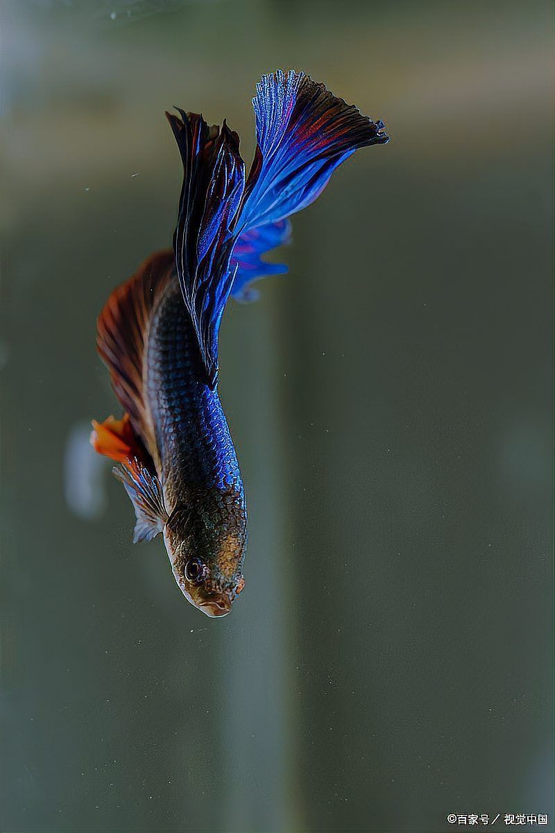 金貓魚蝴蝶鯉好養嗎 金貓魚蝴蝶鯉好養嗎 龍魚百科 第7張