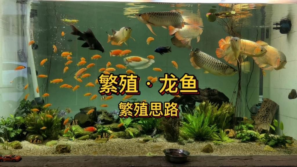 如何提高古龍魚的繁殖成功率？