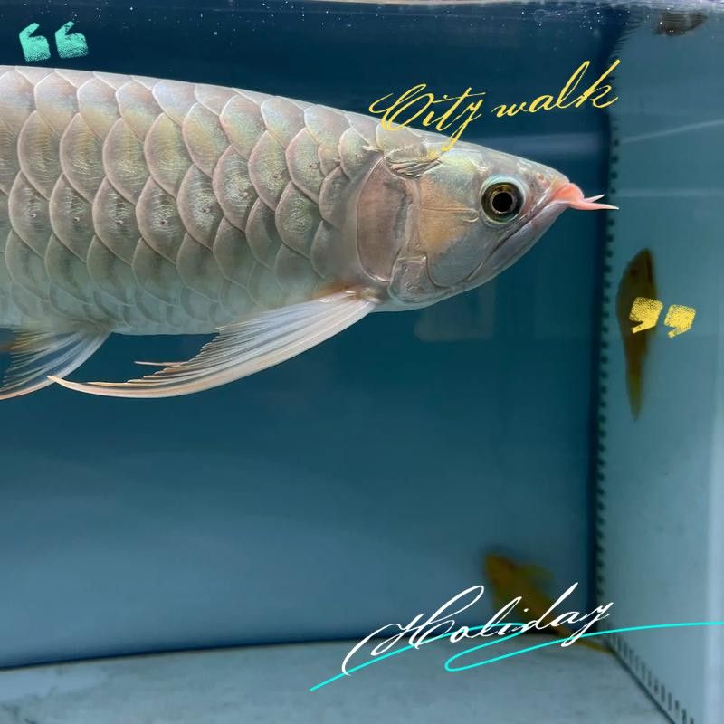 如何提高古龍魚的繁殖成功率？